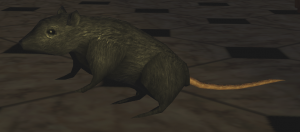 Rat