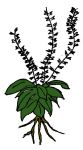 Concept Plant