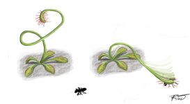 Drosera Plant - Wasp Structure