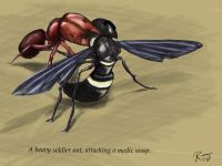 Ant Vs Wasp