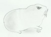 Guinea pig concept