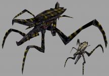 The warrior bug