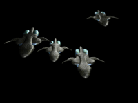 Destroyer Group