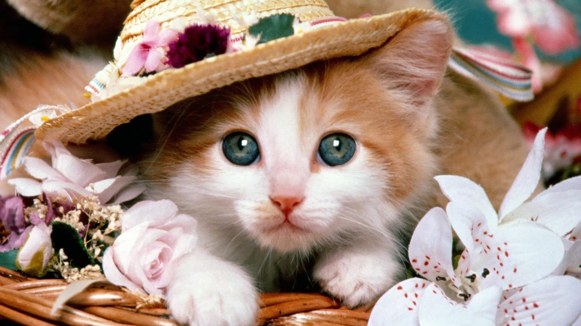 Cute cats file - Cat lovers - Mod DB