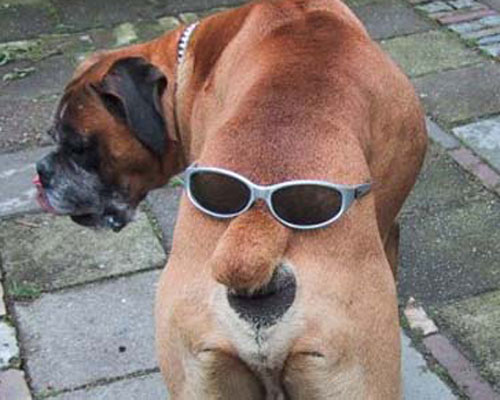 dog-sunglasses-butt.jpg