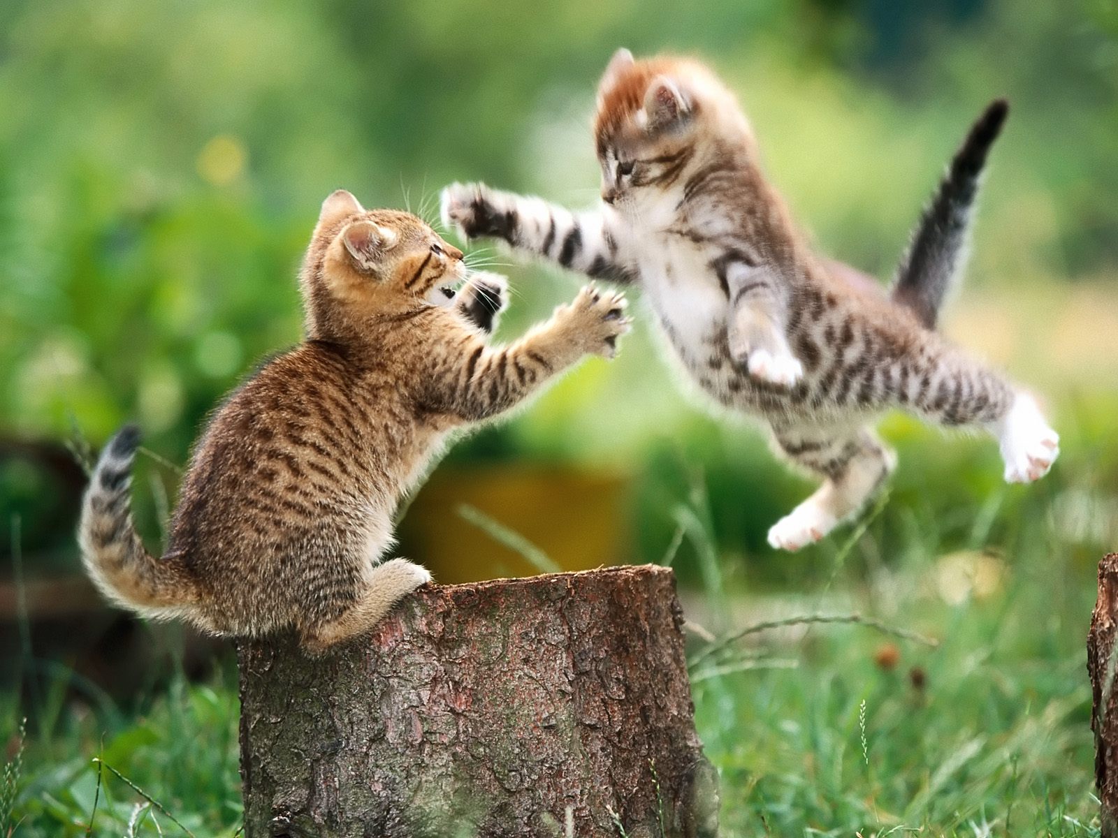 Asian cat fighting site