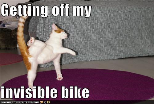 Image result for cat bike meme