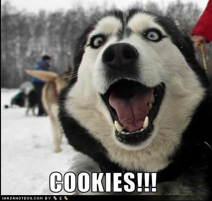 Youtube Funny Signs on Funny Dog Pictures Cookies Jpg