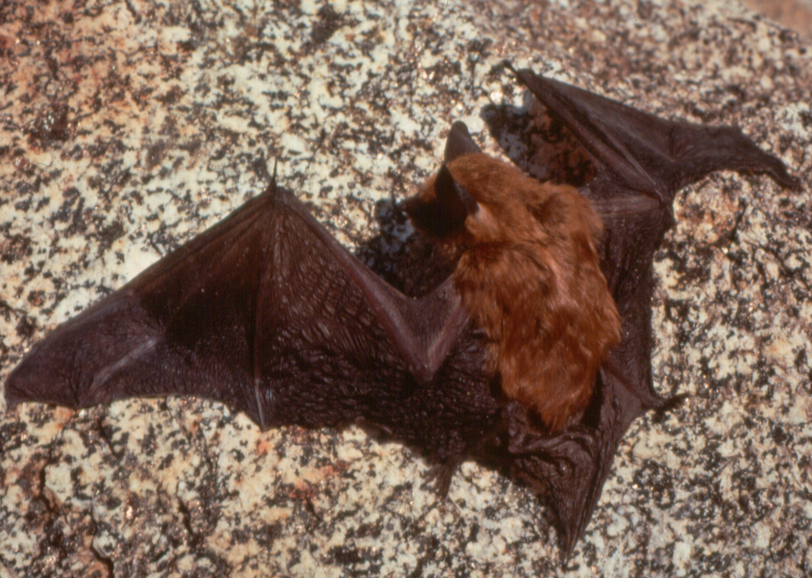 A Brown Bat