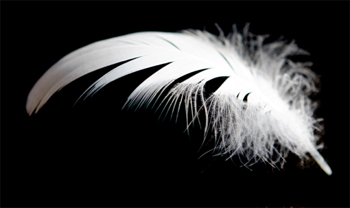 white-feather2.jpg