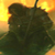 Uthred
