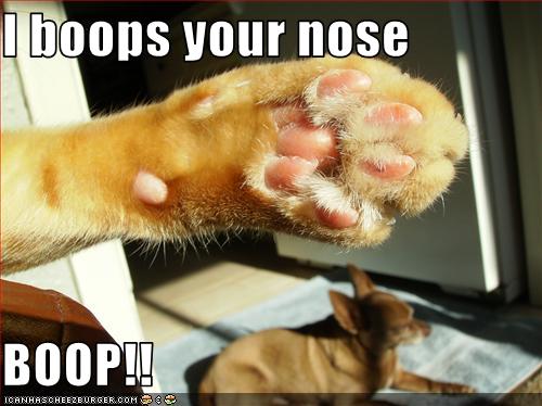 Media RSS Feed Report media I boop your nose *boop* (view original)