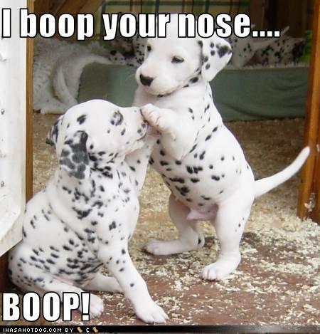 Media RSS Feed Report media I boop your nose *boop* (view original)