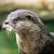 Asian_small_clawed_otter_001