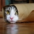 SpringRollKitty