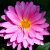 Gayflower
