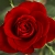 Red_LoLflower