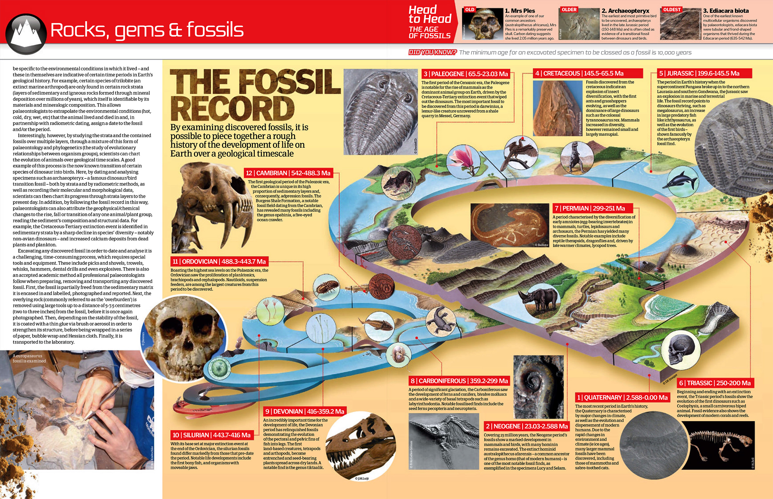 how is carbon dating used to determine the absolute age of fossils