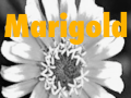 Band Biographies: Marigold