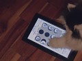 A cat plays our game!