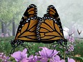 Butterfly Mating, Reproduction & Migration Announced!