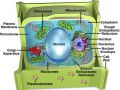 Functions of The Organelles and their original definition