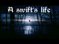 A swift's life