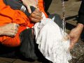 Is torture a successful way to gain information? 