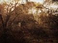 CoM Autumn Aurora Ambient Music [1.0d+]