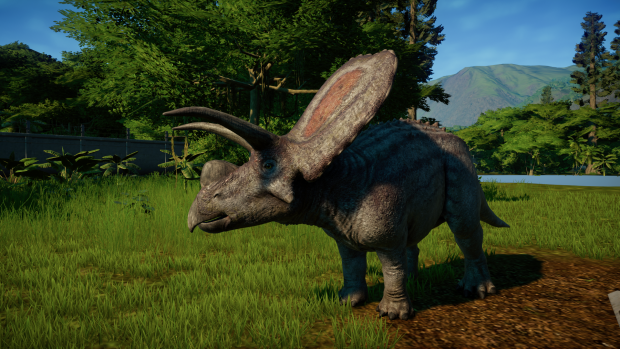 Semi-Accurate Torosaurus