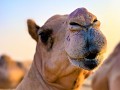 Darthmod Improvements V.2 1.2.2 Camel update OLD