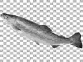 Fish Crowbar