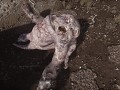 Pseudogiant retexture V2.0