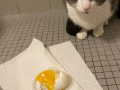 Soggy cat and his egg (very sad)