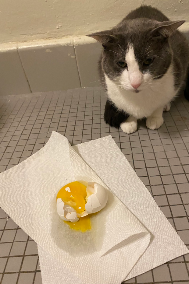Soggy cat and his egg (very sad)
