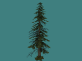 tree pine05