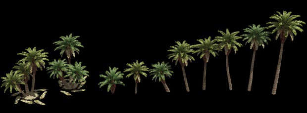 Cretan Date Palms