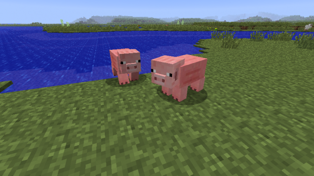New pig model!