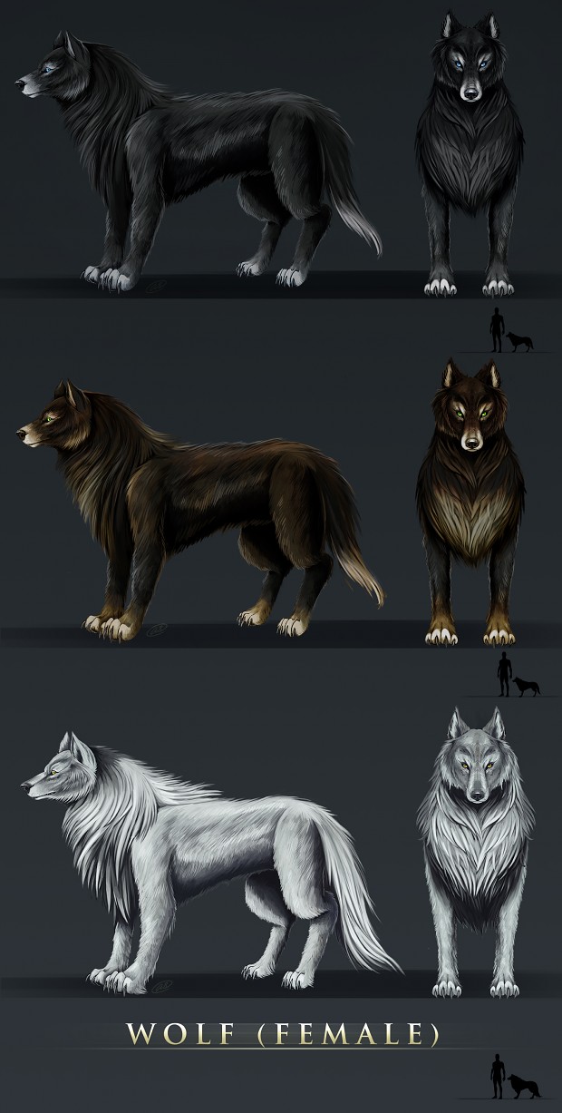 Wolf Females