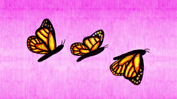 Butterfly Animation Sheet