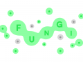fungi.game
