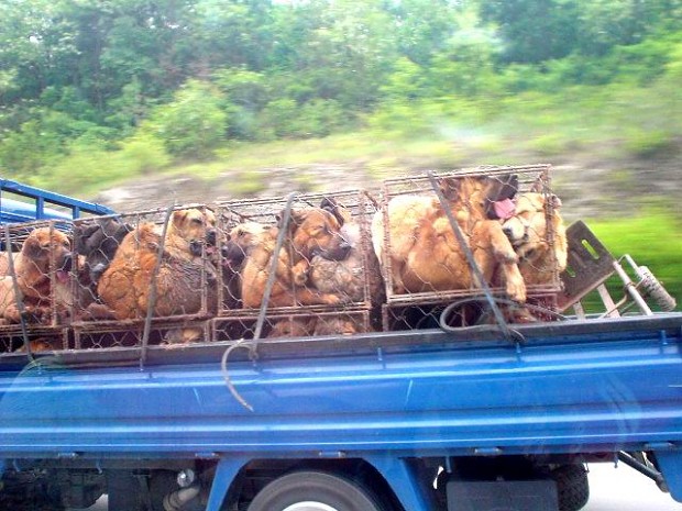 dog meat