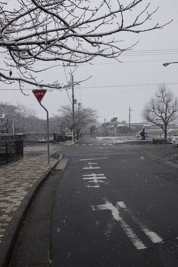 Snowing in Kyoto.