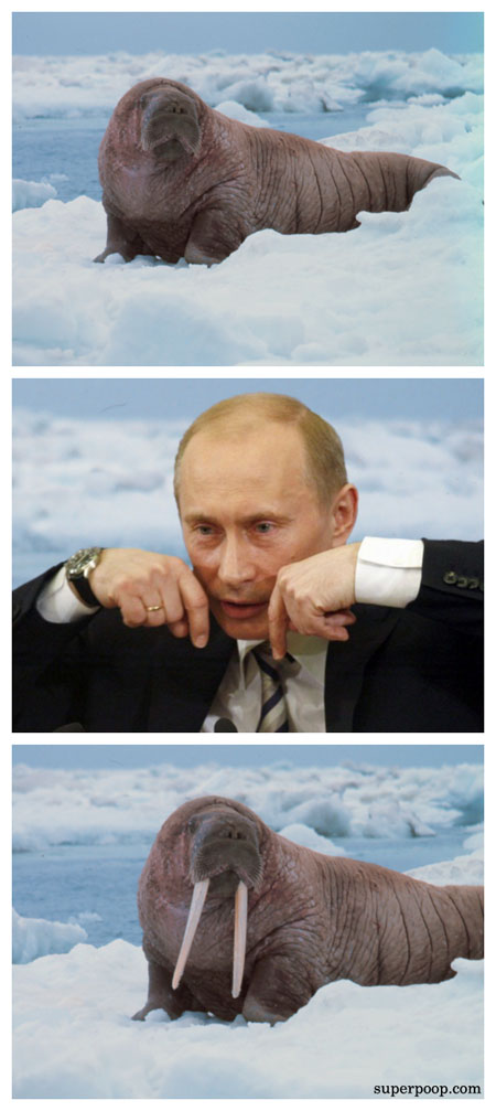 Putin and walrus