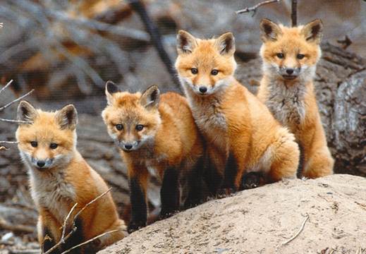 Young foxes are together now.