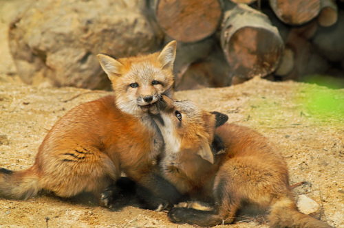 Young foxes are playing with each other.
