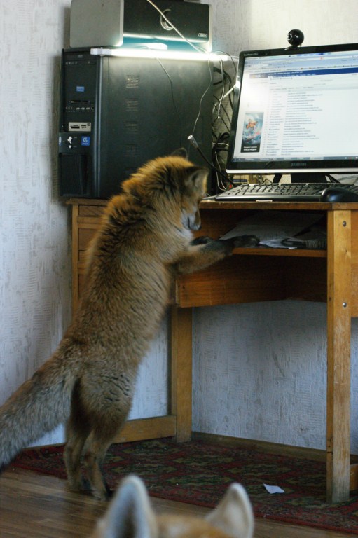Fox using computer
