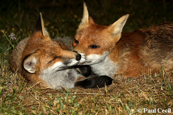 Young foxes.