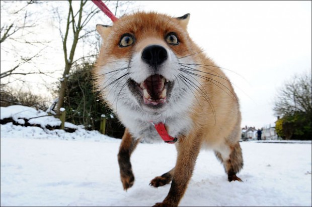 pet-fox-image-democratic-fox-lovers-republic-of-moddb-mod-db