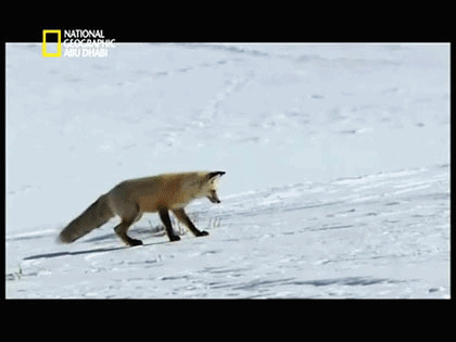Fox gif